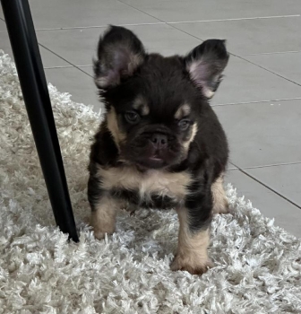 Bulldog frances fluffy macho cachorro en santo domingo dn