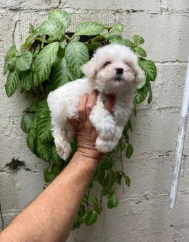Oferta cachorro maltes macho en santo domingo y vacunados