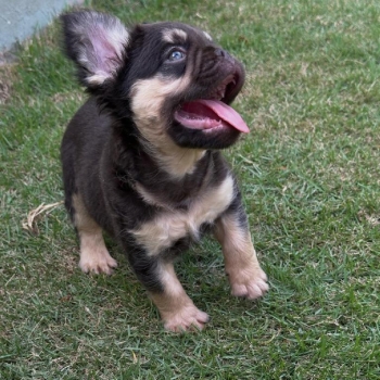 Oferta exotico cachorro bulldog frances fluffy con pedigri macho en ub