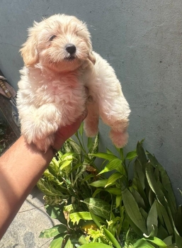 Cachorros maltipoo machos en santo domingo