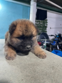 Chow chow vacunados