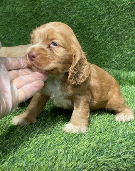 Cooker spaniel ambos sexos