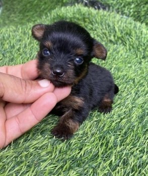 Yorkie ambos sexos