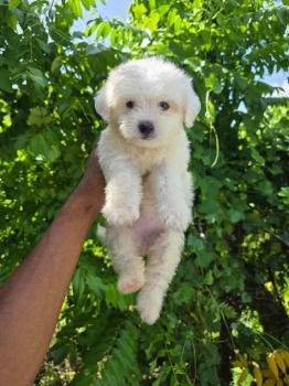 Oferta cachorro maltipoo hembra  en santo domingo y vacuna al dia