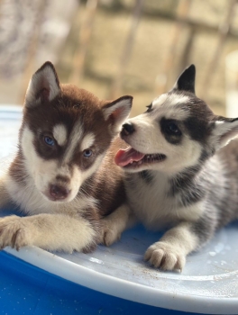 Oferta cachorro husky ambos sexo en santo domingo y vacuna al dia