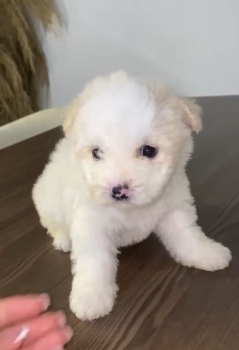 Oferta cachorro maltipoo macho  en santo domingo y vacuna al dia