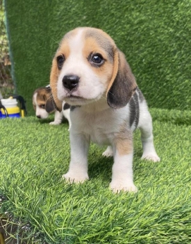 Beagle   machos