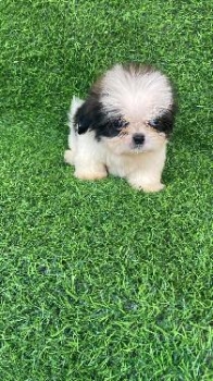 Oferta cachorro shipoo macho en santo domingo y vacuna al dia