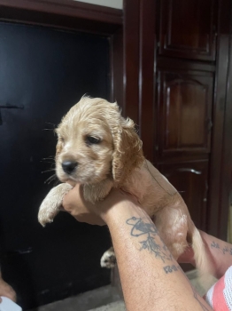 Oferta cachorro cocker spaniel hembra en santo domingo y vacuna al dia