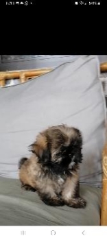 Oferta cachorro shih tzu ambos sexo en santo domingo y vacunados