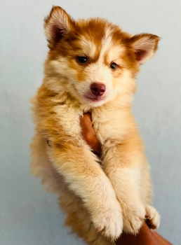 Oferta cachorro husky hembra en santo domingo y vacuna al dia