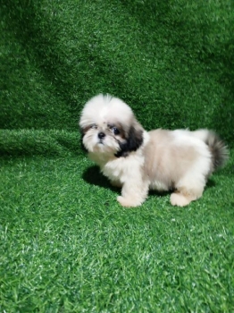 Oferta cachorro shih tzu hembra en santo domingo y vacunados