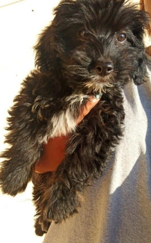 Oferta cachorro shipoo macho en santo domingo y vacuna al dia