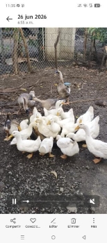 Parejas de patos pekinés blancos adultos jóvenes listos para reproducc