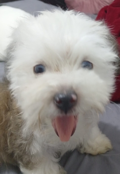 Cachorro poodle