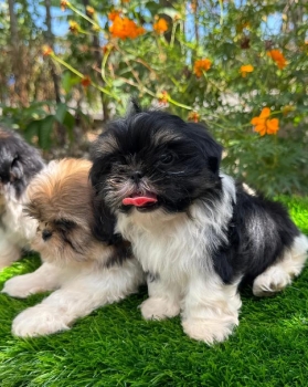Hermosos shitzu