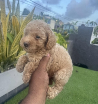 Poodle toy macho