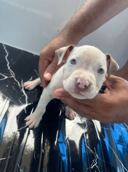 Oferta cachorro pitbull ambos sexo en santo domingo y vacuna al dia