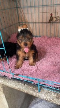 Oferta cachorro yorkie macho ubicada en santo domingo y vacuna al dia