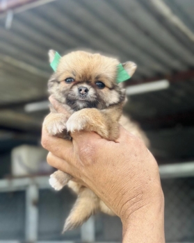 Chihuahua cabeza de manzana pelo largo hembra