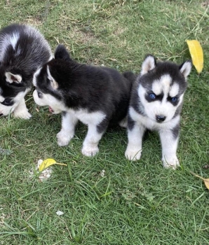 Husky siberiano ambos sexos