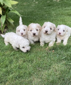 Maltipoo ambos sexos