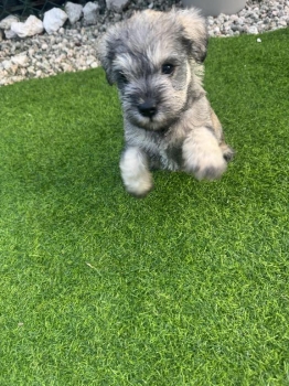 ???? hermosos cachorros schnauzer miniatura en venta! ????
