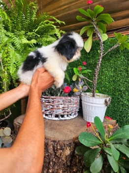 Oferta cachorro shih tzu macho en santo domingo y vacunados