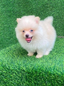 Pomerania macho