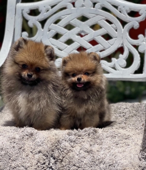 Pomerania calidad cara de oso ambos sexos