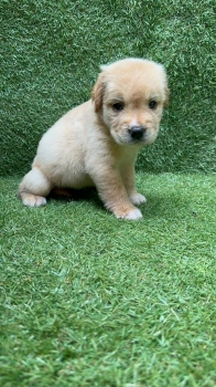 Labrador retriver ambos sexos