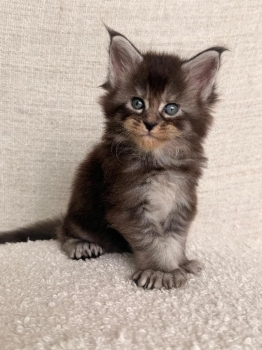 Maine coon ambos sexos
