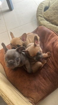 Oferta cachorro bulldog frances macho en ubicado en santo domingo y ti