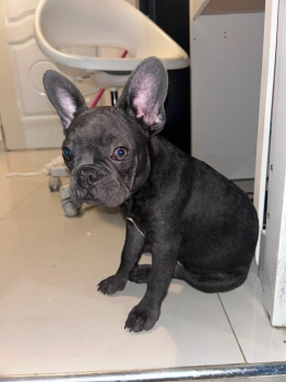 Oferta cachorro bulldog frances macho 5 meses edad para viaje en ubica