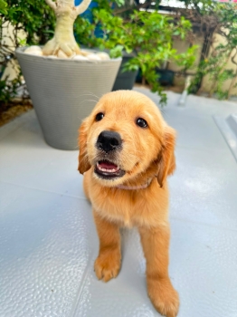 Oferta cachorro golden retriever ambos sexo en santo domingo vacunados