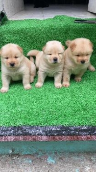Oferta cachorro chow chow ambos sexo en santo domingo y vacuna al dia
