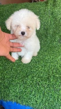 Oferta cachorro shipoo hembra en santo domingo y vacuna al dia