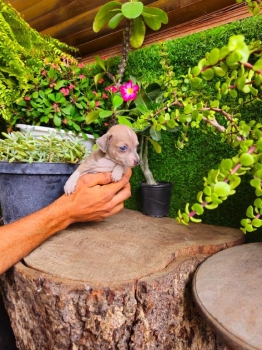 Oferta cachorro chihuahua toy macho en santo domingo y vacuna al dia