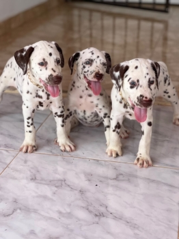 Dalmata ambos sexos