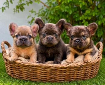 Bulldog frances fluffy machos