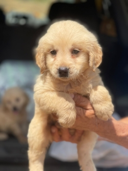 Golden retriever ambos sexos