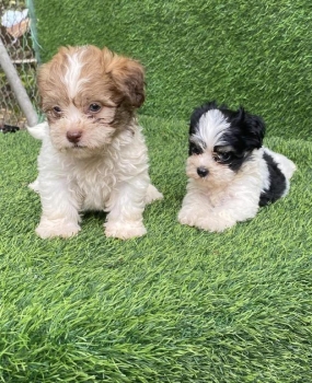 Maltipoo machos