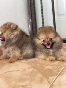 Pomerania calidad cara de oso ambos sexos