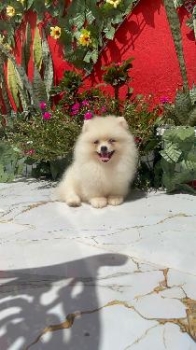 Pomerania calidad cara de oso macho