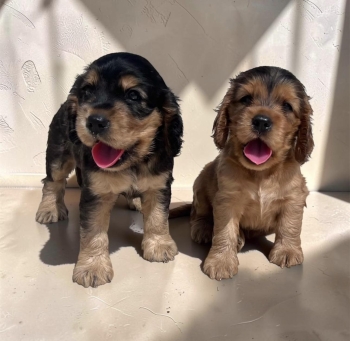 Cooker spaniel ambos sexos