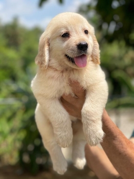 Golden retriever ambos sexos