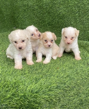 Maltipoo ambos sexos