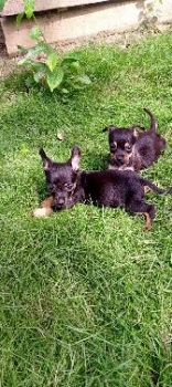 Chihuahua ambos sexos