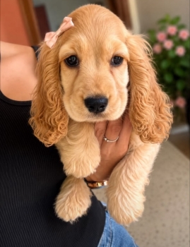 Oferta cachorro cocker spaniel hembra en santo domingo y vacunados