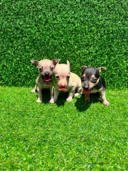 Oferta cachorro chihuahua ambos sexo macho en santo domingo y tiene su